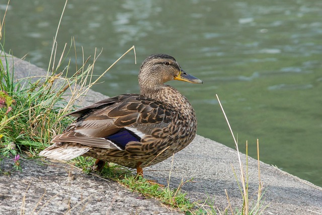 Ord, der ofte går igen: Kend de klassiske krydsordsløsninger